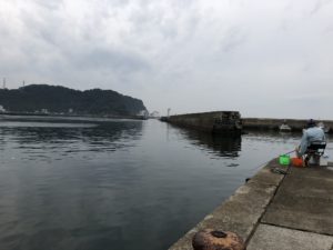 豊浜漁港 釣り サビキ