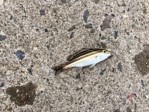 この魚は何?