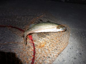 金城ふ頭 ボラ