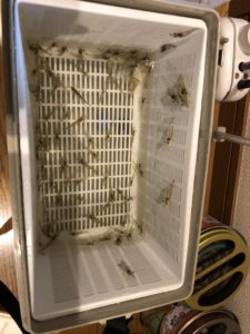 ヒイカ用餌のモエビ