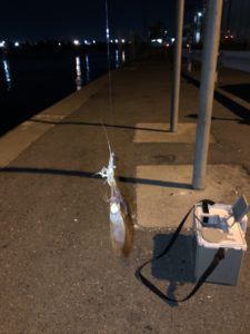 名古屋港 ヒイカ