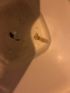 ヒイカ 釣り
