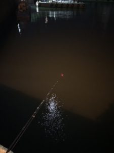 名古屋港 ヒイカ浮釣り