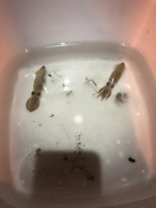 ヒイカ 名古屋港 釣り