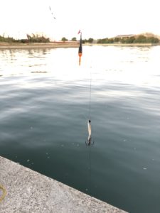ヒイカ　エサ釣り