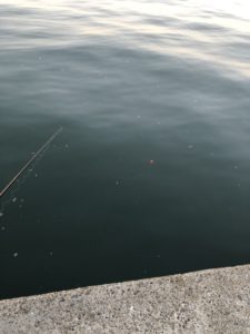 ヒイカ釣り　エサ釣り仕掛け