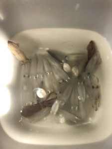 名古屋港　ヒイカ釣果