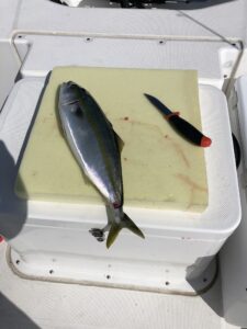伊勢湾　ハマチ