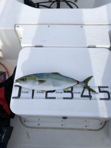 伊勢湾　ハマチ